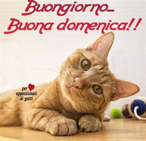 buona domenica divertenti|buona domenica immagini.